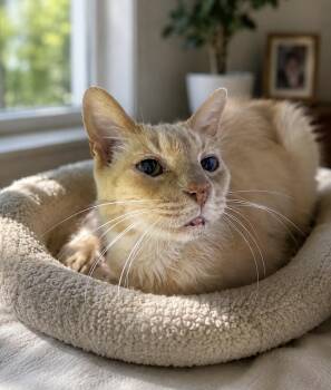 Dandie -  American Shorthair Cat for Adoption in Homestead, Florida - Dandie | PetCurious