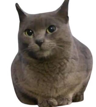 Raine -  Domestic Short Hair Cat for Adoption in Delran, New Jersey - Raine | PetCurious