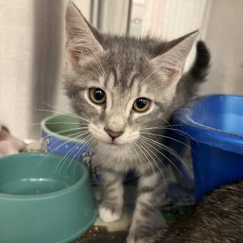 Victoria -  Domestic Short Hair Cat for Adoption in Pittsburgh, Pennsylvania - Victoria | PetCurious