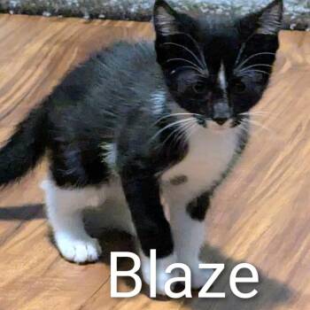Blaze (Nutmeg) -  Domestic Medium Hair Cat for Adoption in Ashland, Virginia - Blaze (Nutmeg) | PetCurious