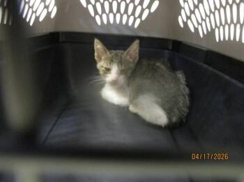 Domestic Short Hair Cats Available for Adoption in Oklahoma City, Oklahoma - A472908 | PetCurious