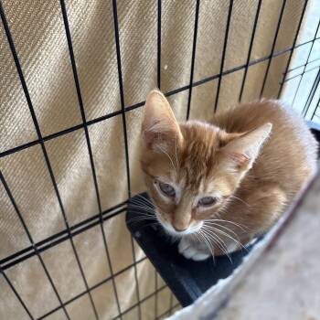 Orange -  Domestic Short Hair Cat for Adoption in Webster, Texas - Orange | PetCurious