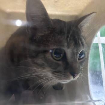 Bug -  Domestic Short Hair Cat for Adoption in Philadelphia, Pennsylvania - Bug | PetCurious