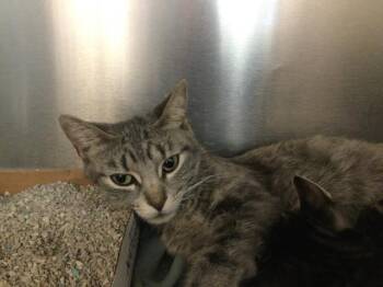 A1921756 -  Domestic Short Hair Cat for Adoption in Thousand Palms, California - A1921756 | PetCurious