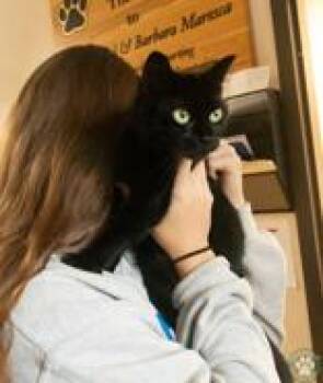 Beatrice -  Domestic Short Hair Cat for Adoption in Potsdam, New York - Beatrice | PetCurious