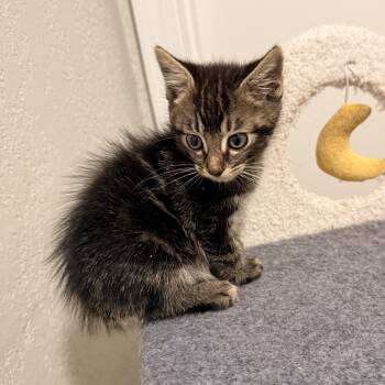 Poblano - Athens, GA -  Domestic Short Hair and Tabby Cat for Adoption in Greensboro, Georgia - Poblano - Athens, GA | PetCurious