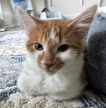 Ovid -  Domestic Long Hair Cat for Adoption in Buffalo, New York - Ovid | PetCurious