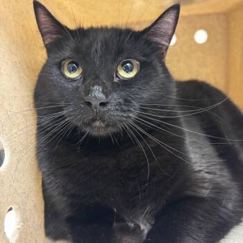 Domestic Short Hair Cats Available for Adoption in Reno, Nevada - Emily | PetCurious