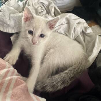 Edward Cullen -  Siamese Cat Available for Adoption in San Juan Capistrano, California - Edward Cullen | PetCurious