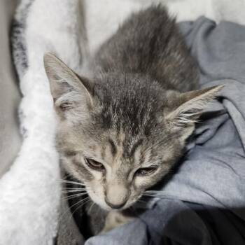 EVERETT -  Domestic Short Hair Cat for Adoption in San Antonio, Texas - EVERETT | PetCurious