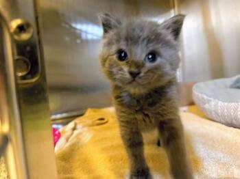 SPICY -  Domestic Short Hair Cat for Adoption in Olathe, Kansas - SPICY | PetCurious