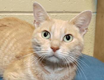 Alicia -  Tabby Cat for Adoption in Euclid, Ohio - Alicia | PetCurious