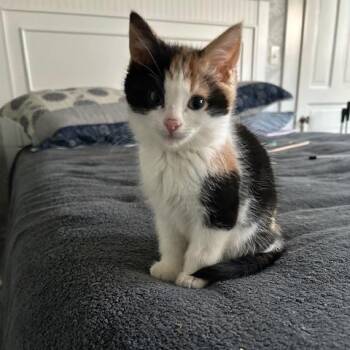 Domestic Short Hair Cats Available for Adoption in Evanston, Illinois - Nettle | PetCurious