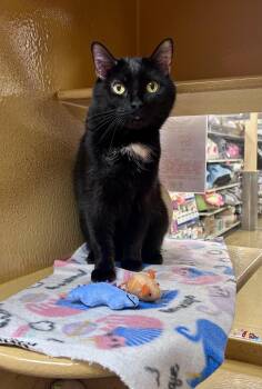 Chloe -  Domestic Short Hair Cat for Adoption in Huntley, Illinois - Chloe | PetCurious
