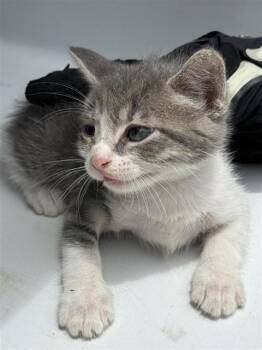 A657422 -  Domestic Short Hair Cat for Adoption in Houston, Texas - A657422 | PetCurious