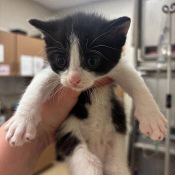 Remi -  Domestic Short Hair Cat for Adoption in Bristol, Indiana - Remi | PetCurious