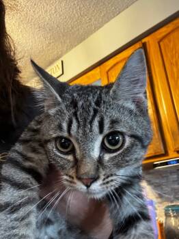 Rescue Domestic Short Hair Cats for Adoption in Gorham, Maine - Meadow Oxford | PetCurious