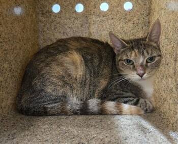 LINDA -  Domestic Short Hair Cat for Adoption in Tallahassee, Florida - LINDA | PetCurious