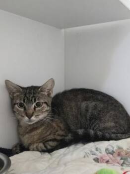 Hibachi -  Domestic Short Hair Cat for Adoption in Savannah, Georgia - Hibachi | PetCurious