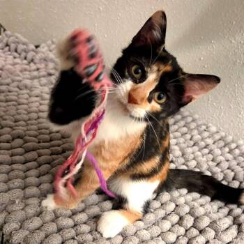 Lilah -  Domestic Short Hair and American Shorthair Cat for Adoption in Houston, Texas - Lilah | PetCurious