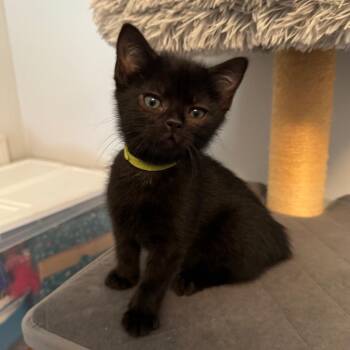 Domestic Short Hair Cats Available for Adoption - Patrick | PetCurious