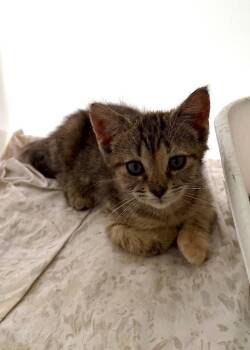 Olivia -  Domestic Short Hair Cat for Adoption in Pomona, New York - Olivia | PetCurious