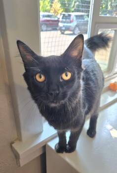 Wisteria -  Domestic Medium Hair Cat for Adoption in Vancouver, Washington - Wisteria | PetCurious