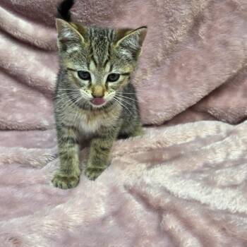 Lt. Claws -  Domestic Short Hair Cat for Adoption in Parkersburg, West Virginia - Lt. Claws | PetCurious