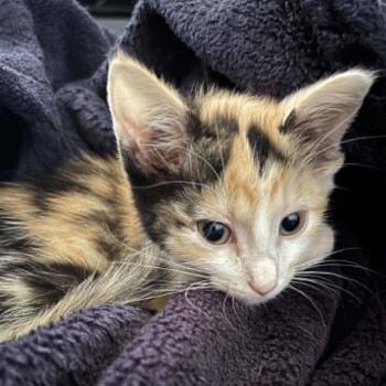 Mykelti -  Domestic Medium Hair Cat for Adoption in Lexington, Kentucky - Mykelti | PetCurious