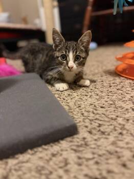 Zeke -  Domestic Short Hair Cat for Adoption in Seven Valleys, Pennsylvania - Zeke | PetCurious