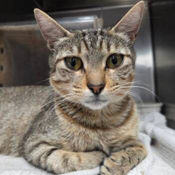 Perdita -  Domestic Short Hair Cat for Adoption in Hattiesburg, Mississippi - Perdita | PetCurious