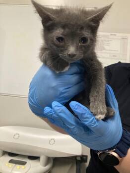Rolly -  Domestic Short Hair Cat Available for Adoption in Winnipeg, Manitoba - Rolly | PetCurious