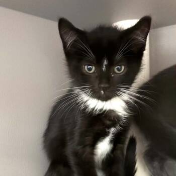 Pancakes -  Domestic Short Hair Cat for Adoption in Nevada, Missouri - Pancakes | PetCurious