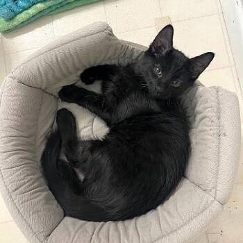 Nick -  Domestic Medium Hair Cat for Adoption in Millcreek, Utah - Nick | PetCurious