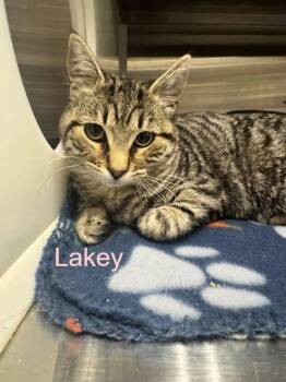 Domestic Short Hair Cats Available for Adoption in Hilton Head Island, South Carolina - Lakey | PetCurious