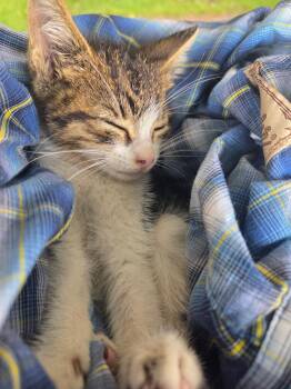 Darling -  Domestic Short Hair Cat for Adoption in Thomaston, Connecticut - Darling | PetCurious