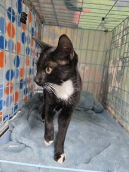 Apple -  Domestic Short Hair Cat for Adoption in Gainesville, Florida - Apple | PetCurious