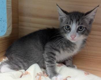 Colby Jack -  Domestic Short Hair Cat for Adoption in Cape Coral, Florida - Colby Jack | PetCurious