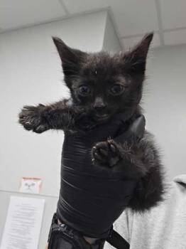 Domestic Short Hair Cats Available for Adoption in Sevierville, Tennessee - Edmund | PetCurious