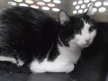 HENRY -  Domestic Short Hair Cat Available for Adoption in Omaha, Nebraska - HENRY | PetCurious