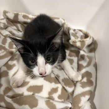 Hayward -  Domestic Short Hair Cat for Adoption in Washburn, Missouri - Hayward | PetCurious
