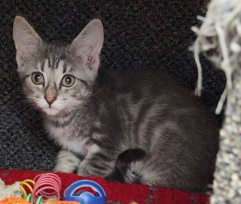 Rescue Domestic Short Hair Cats for Adoption in Winnipeg, Manitoba - Pearll | PetCurious