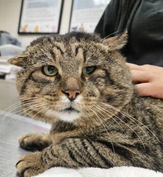 Rescue Domestic Short Hair Cats for Adoption in Marietta, Georgia - Katpone(660) | PetCurious