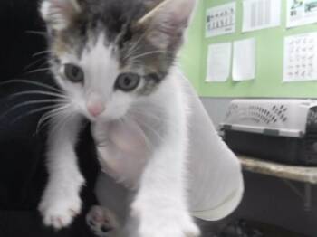 MABEL -  Domestic Short Hair Cat for Adoption in Omaha, Nebraska - MABEL | PetCurious