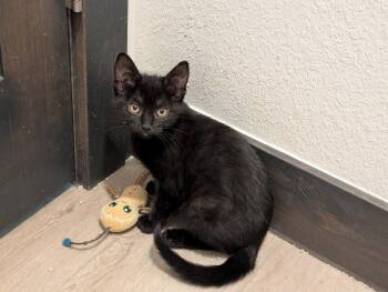 Galinda -  Domestic Short Hair Cat for Adoption in Fort Collins, Colorado - Galinda | PetCurious