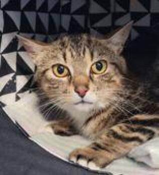 Carmella -  Domestic Short Hair and Tabby Cat for Adoption in Toronto, Ontario - Carmella | PetCurious