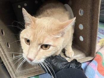 FRITO PIE -  Domestic Short Hair Cat for Adoption in Pueblo, Colorado - FRITO PIE | PetCurious
