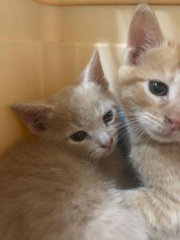 Domestic Short Hair Cats Available for Adoption in Winder, Georgia - 2026-05-078 | PetCurious