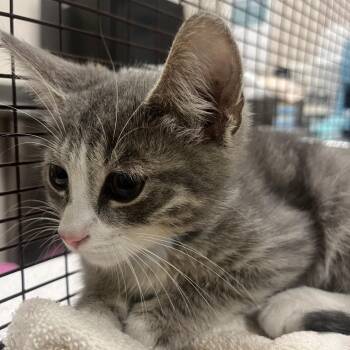 Paprika -  Domestic Short Hair Cat for Adoption in Chicago, Illinois - Paprika | PetCurious