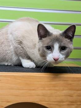 Domestic Short Hair Cats Available for Adoption in St. Peters, Missouri - STRATUS | PetCurious
